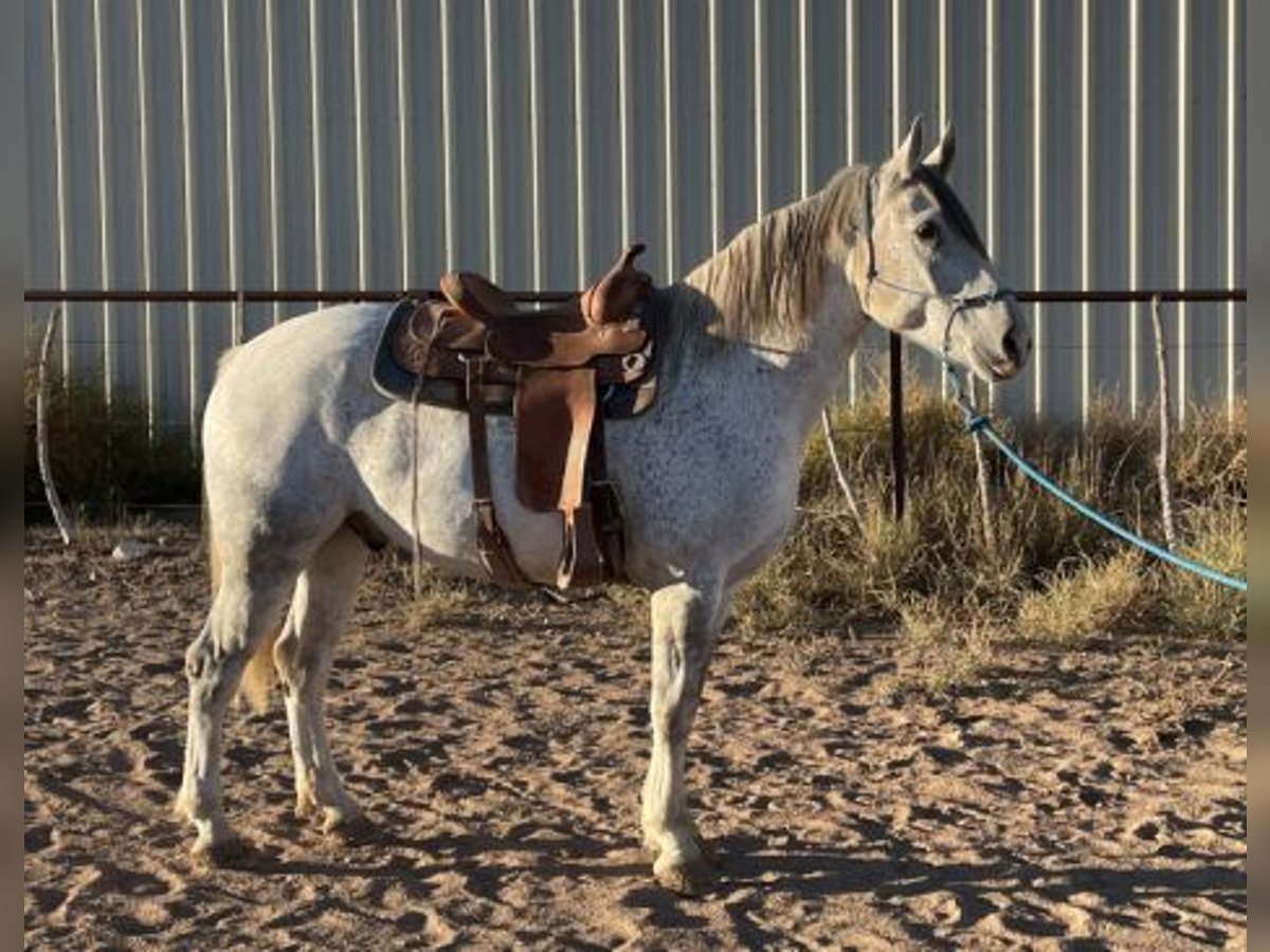 Mustang (amerikaans) Ruin 6 Jaar in Los Angeles