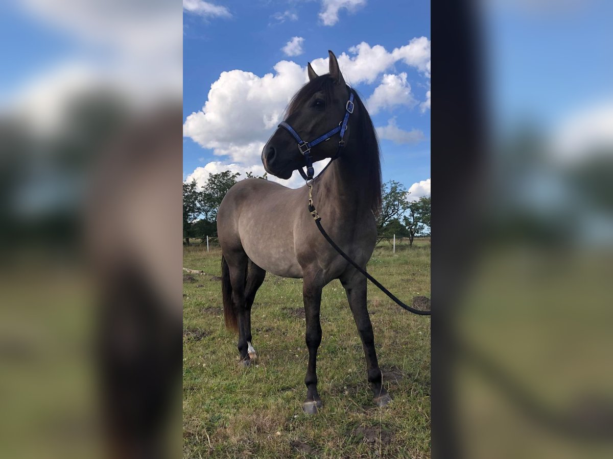 Mustang (amerikaans) Ruin 7 Jaar 160 cm Grullo in Stoholm