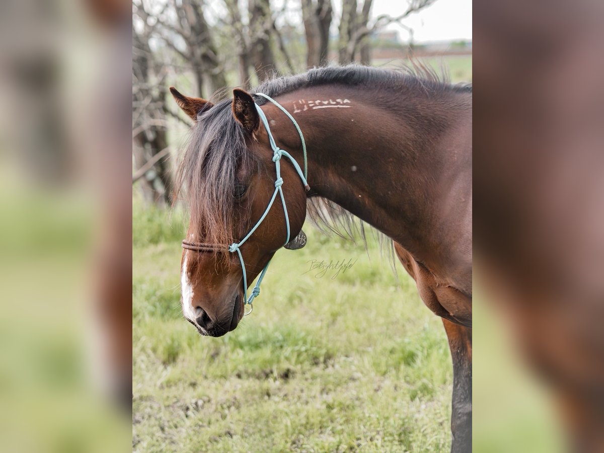 Mustang (amerikaans) Ruin 8 Jaar 150 cm Bruin in Hof