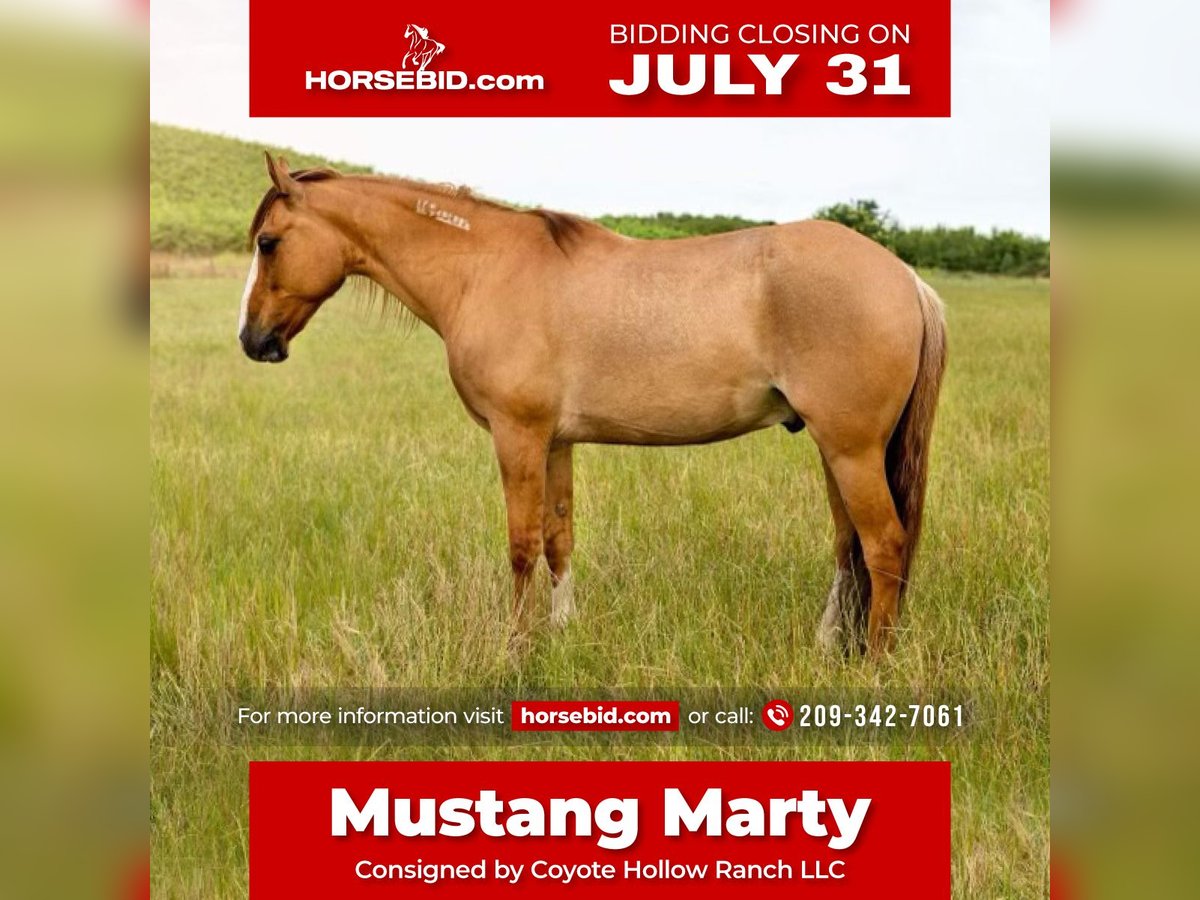 Mustang (amerikaans) Ruin 9 Jaar 140 cm Red Dun in Waterford, CA