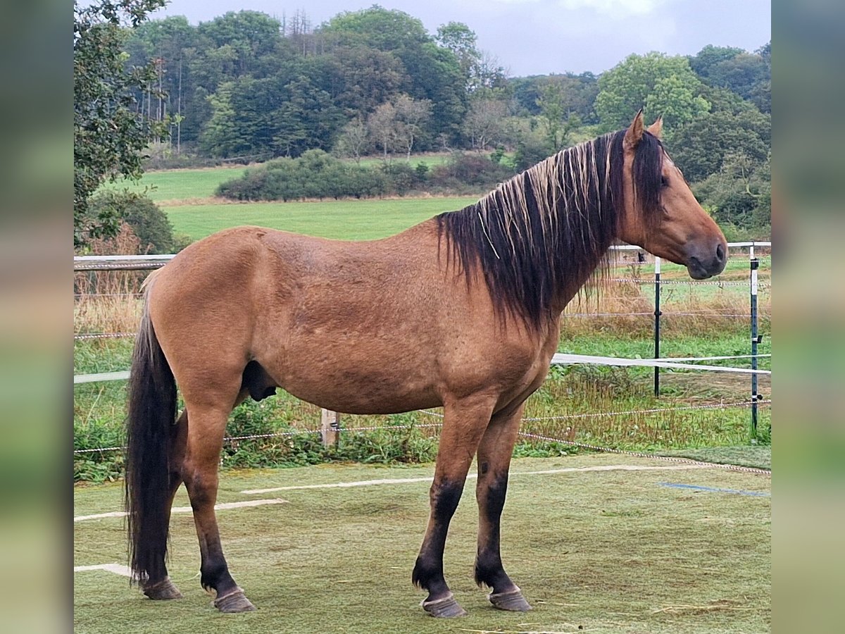 Mustang (amerikanisch) Hengst Falbe in Maxsain