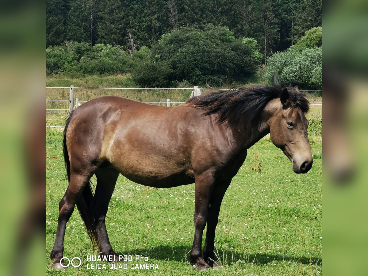 Mustang (amerikanisch) Stute 10 Jahre 145 cm Grullo in BETTELDORF