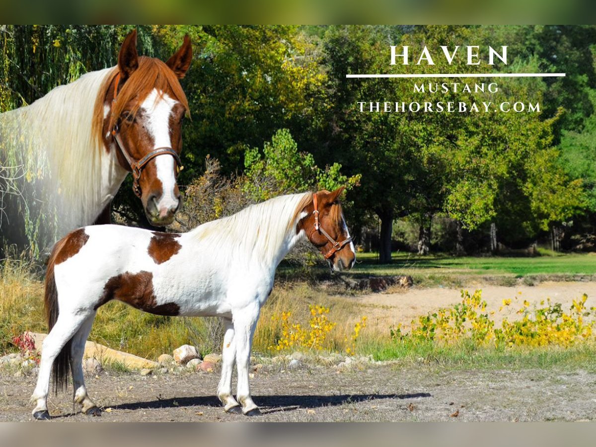 Mustang (amerikanisch) Stute 12 Jahre 152 cm Tobiano-alle-Farben in Fort Collins, CO