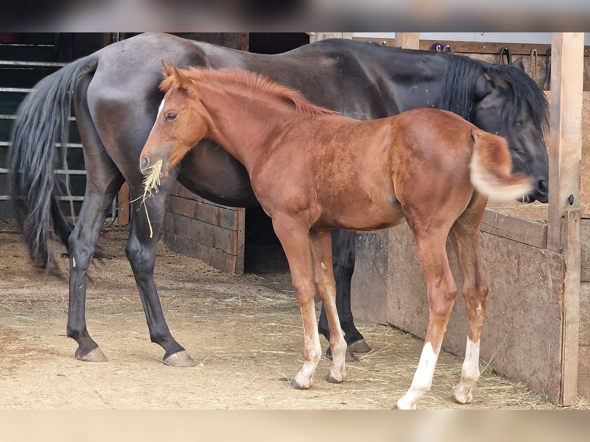 Mustang (amerikanisch) Stute 1 Jahr 153 cm Dunkelfuchs in Maxsain