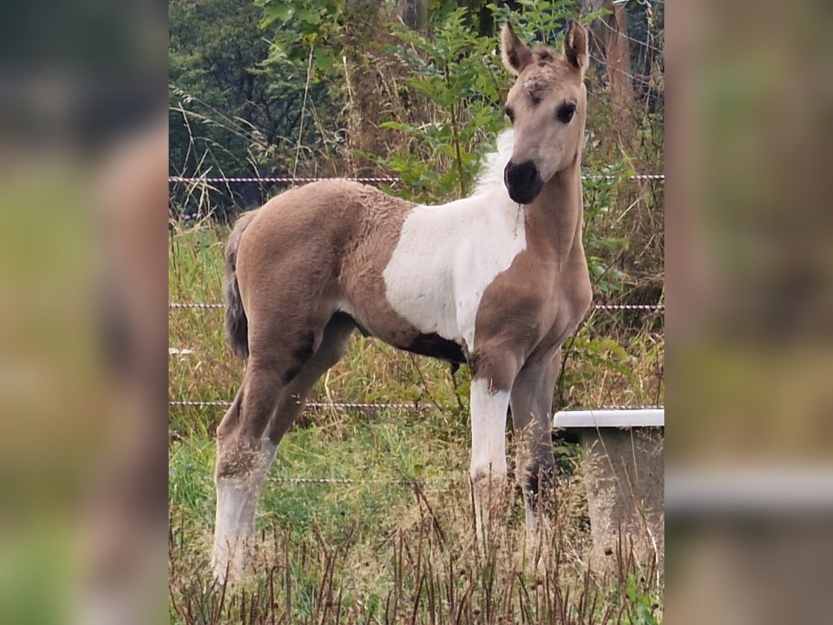 Mustang (amerikanisch) Stute 1 Jahr 155 cm Grullo in Maxsain