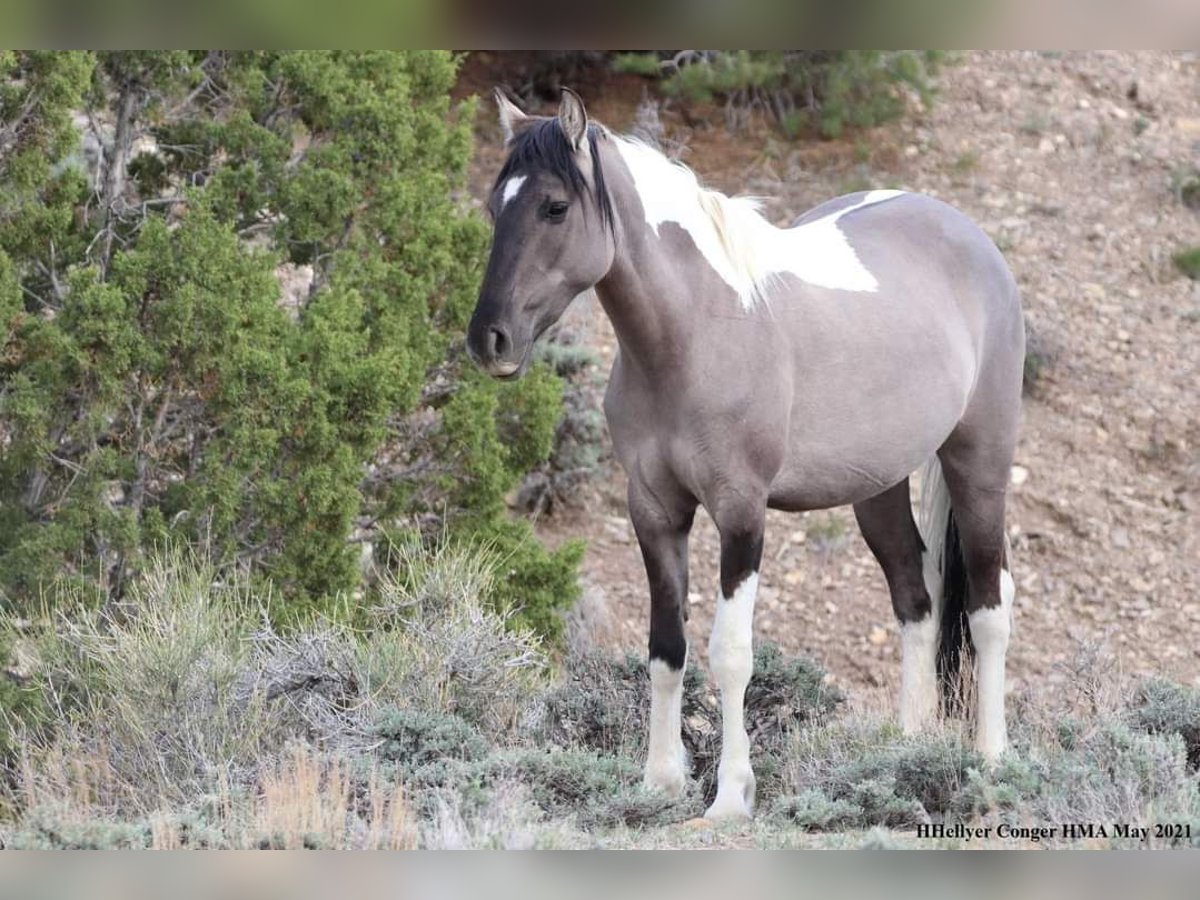 Mustang (amerikanisch) Stute 6 Jahre 149 cm Grullo in Kirchheim unter Teck