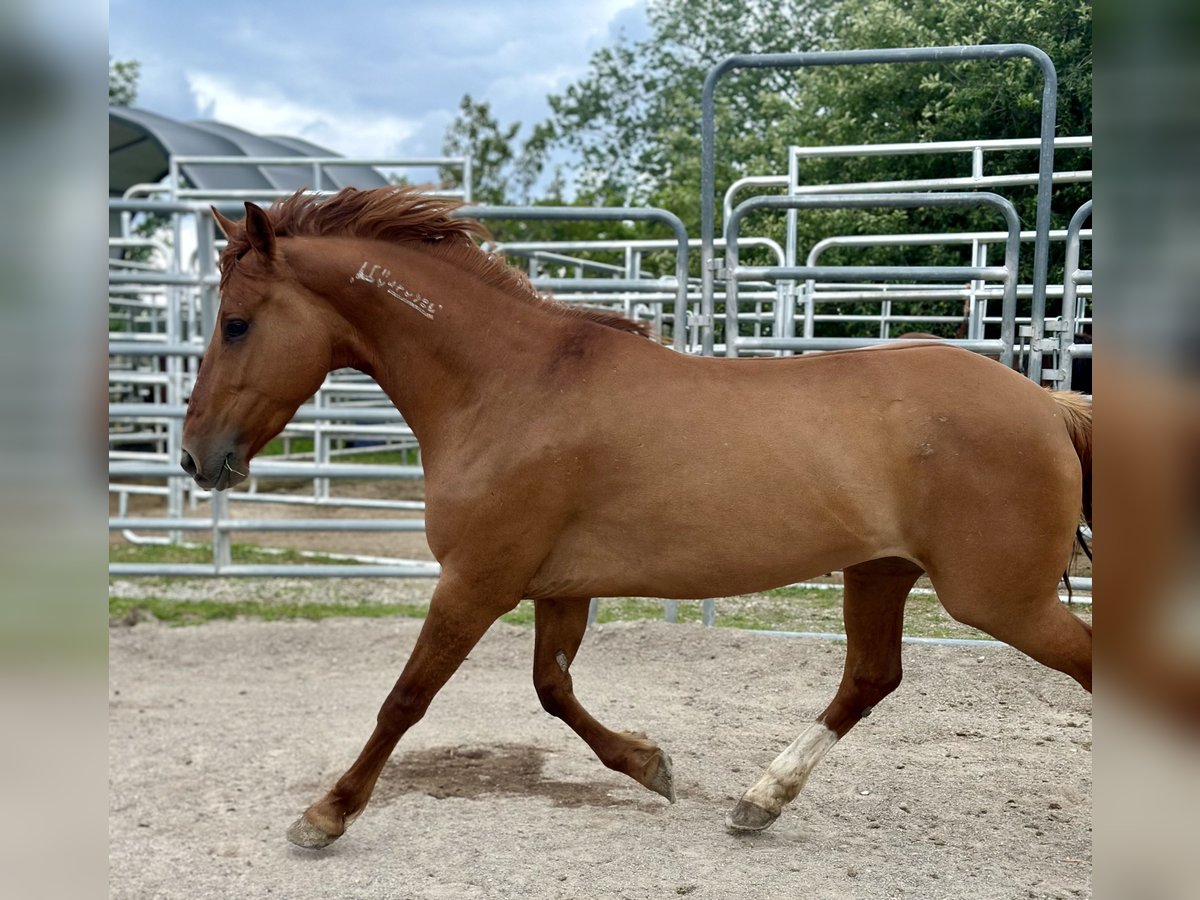 Mustang (amerikanisch) Stute 8 Jahre 145 cm Fuchs in Amerika