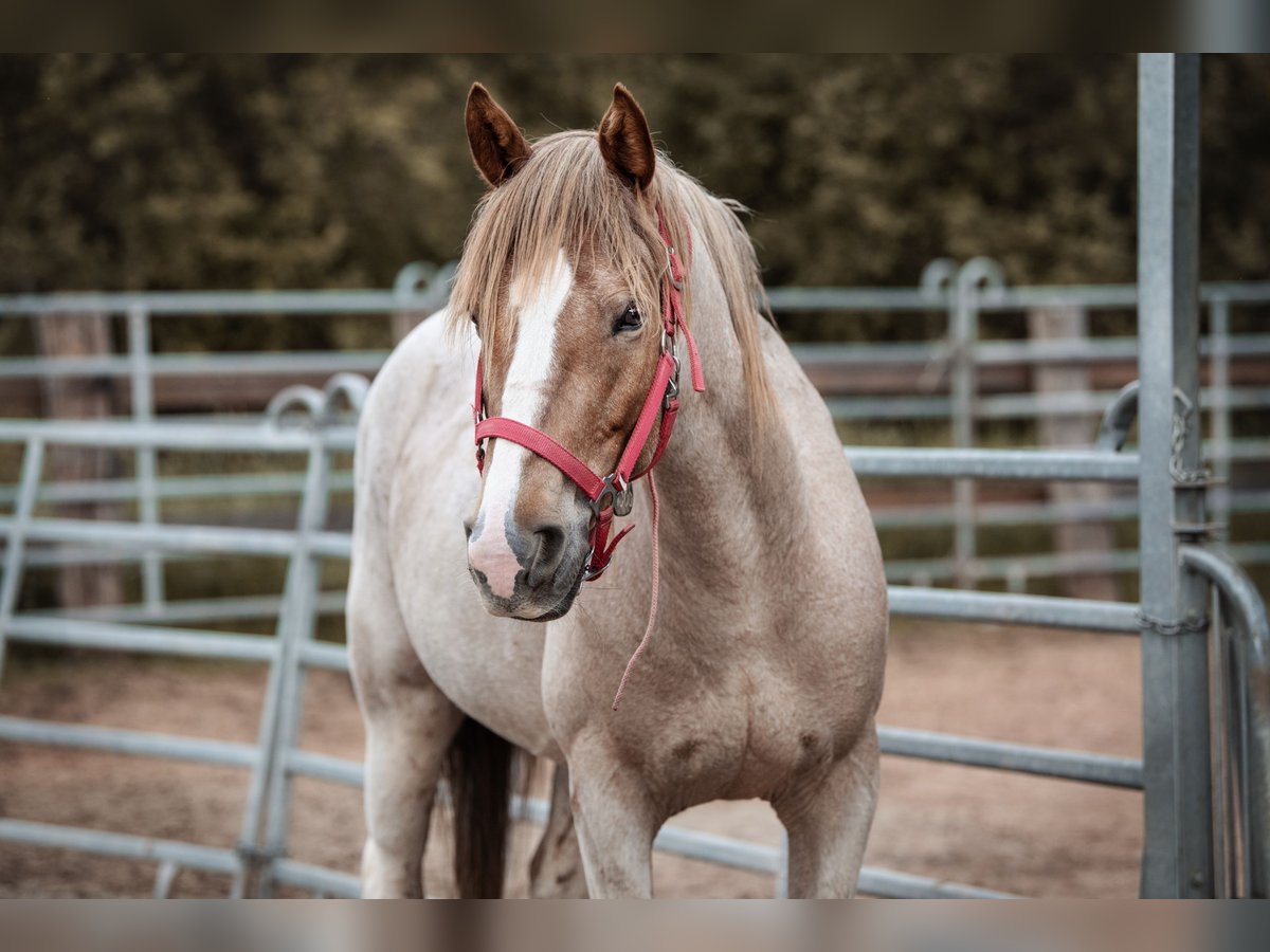 Mustang (amerikanisch) Stute 8 Jahre 150 cm Roan-Red in Seeburg