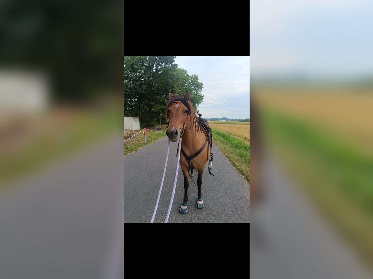 Mustang (amerikanisch) Mix Stute 9 Jahre 138 cm Falbe in K&#xF6;ln