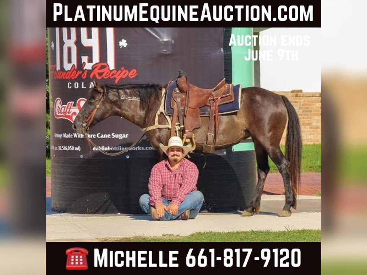 Mustang (amerikanisch) Wallach 10 Jahre 142 cm in Stephenville TX