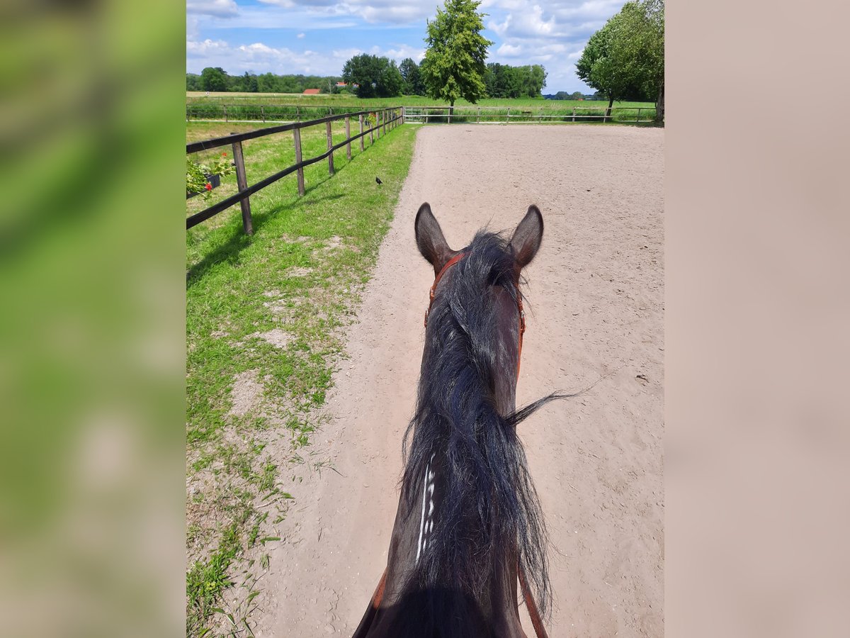 Mustang (amerikanisch) Wallach 14 Jahre 150 cm Rappe in Sendenhorst