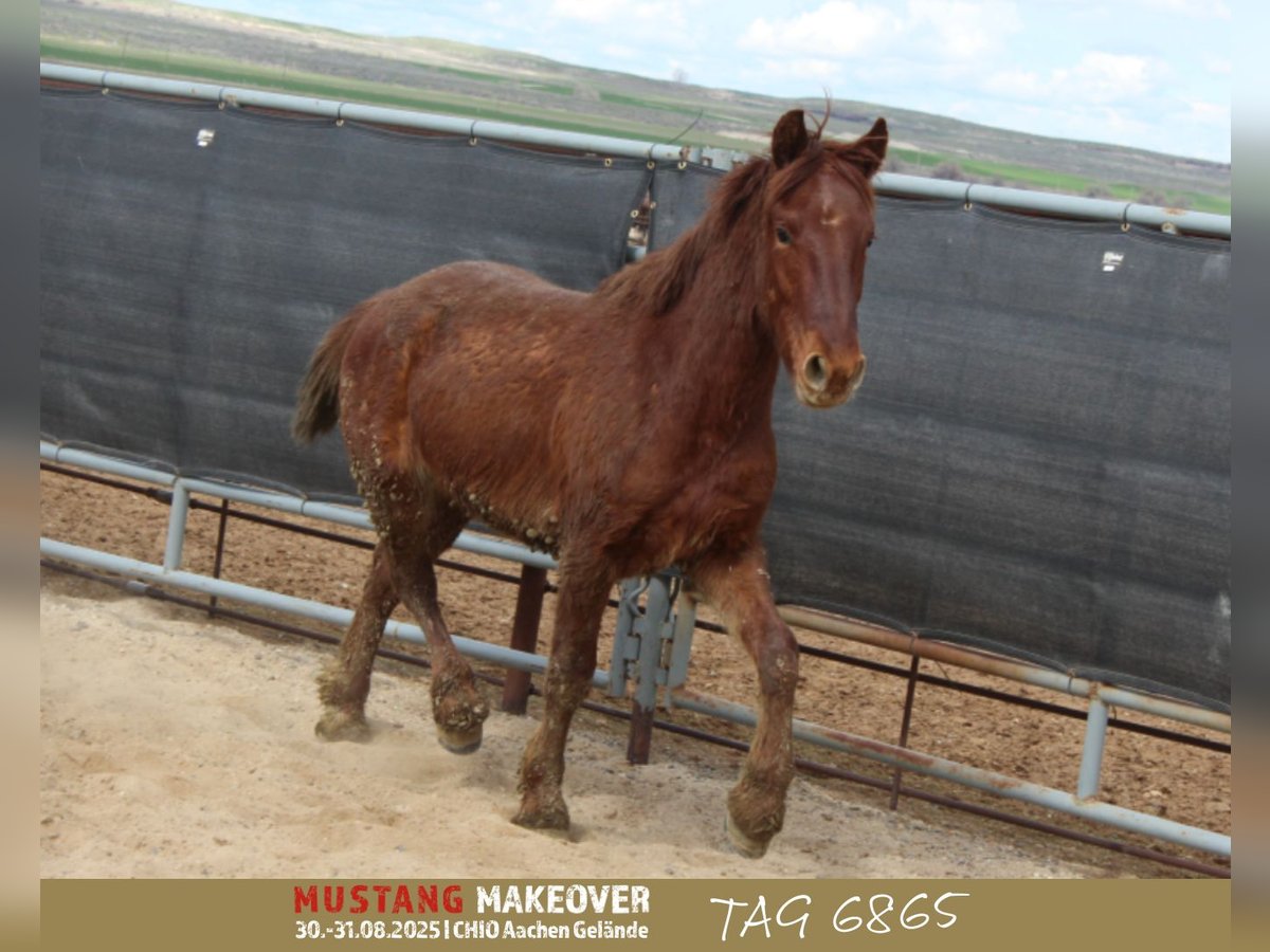 Mustang (amerikanisch) Wallach 4 Jahre 150 cm Fuchs in Taunusstein