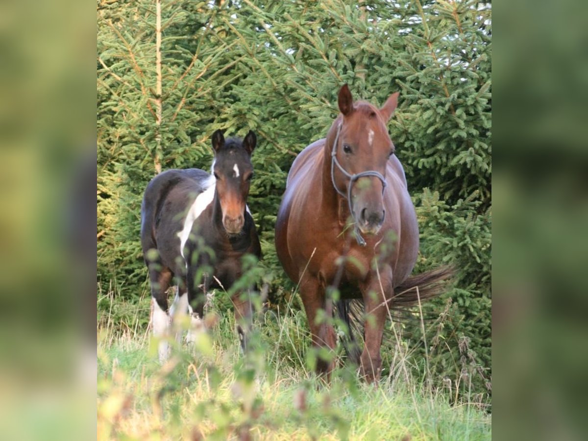 Mustang (canadees) Merrie 12 Jaar 153 cm Donkere-vos in Z&#xFC;rbach