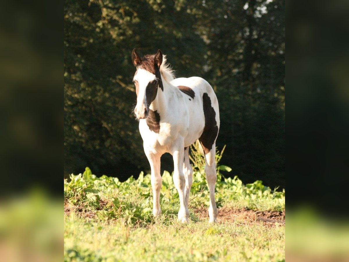 Mustang (canadees) Merrie 1 Jaar 154 cm Gevlekt-paard in Maxsain