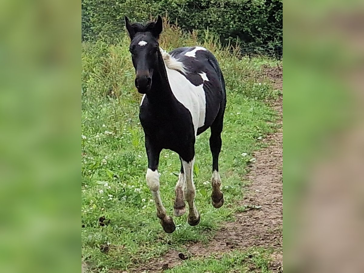 Mustang (canadees) Merrie 1 Jaar 155 cm Tobiano-alle-kleuren in Maxsain