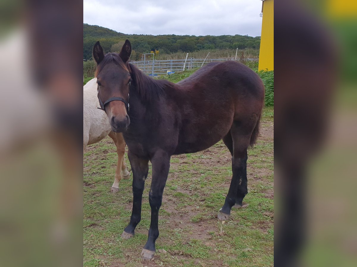 Mustang (canadees) Mix Merrie veulen (02/2024) 150 cm Bruin in Ötzingen