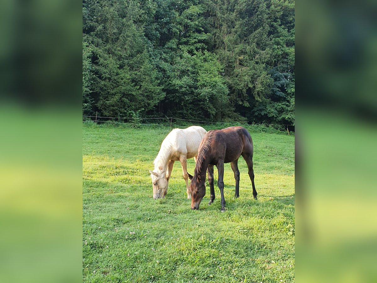 Mustang (canadees) Mix Merrie veulen (02/2024) 150 cm Bruin in Ötzingen