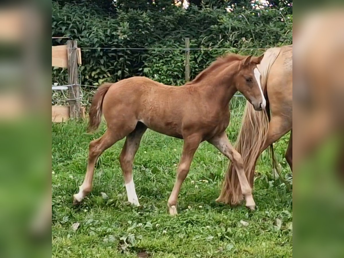 Mustang (canadese) Giumenta 1 Anno 155 cm Sauro in Maxsain