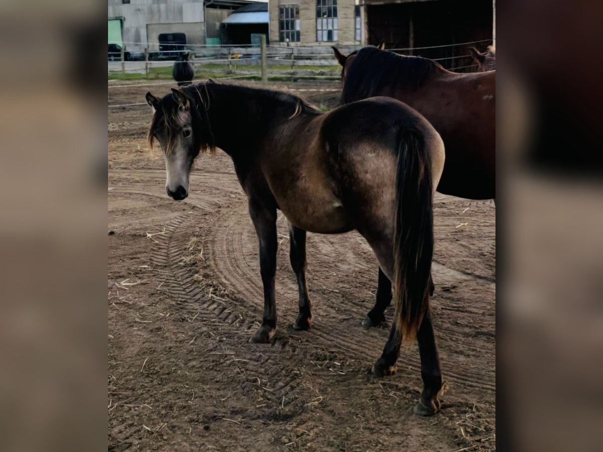 Mustang (canadese) Mix Giumenta 2 Anni 155 cm Pelle di daino in Kotzen