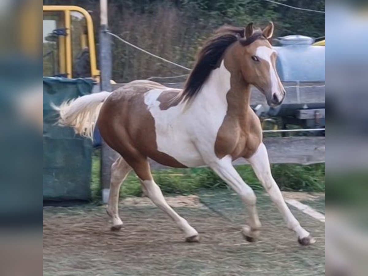 Mustang (canadese) Stallone Tobiano-tutti i colori in Zürbach