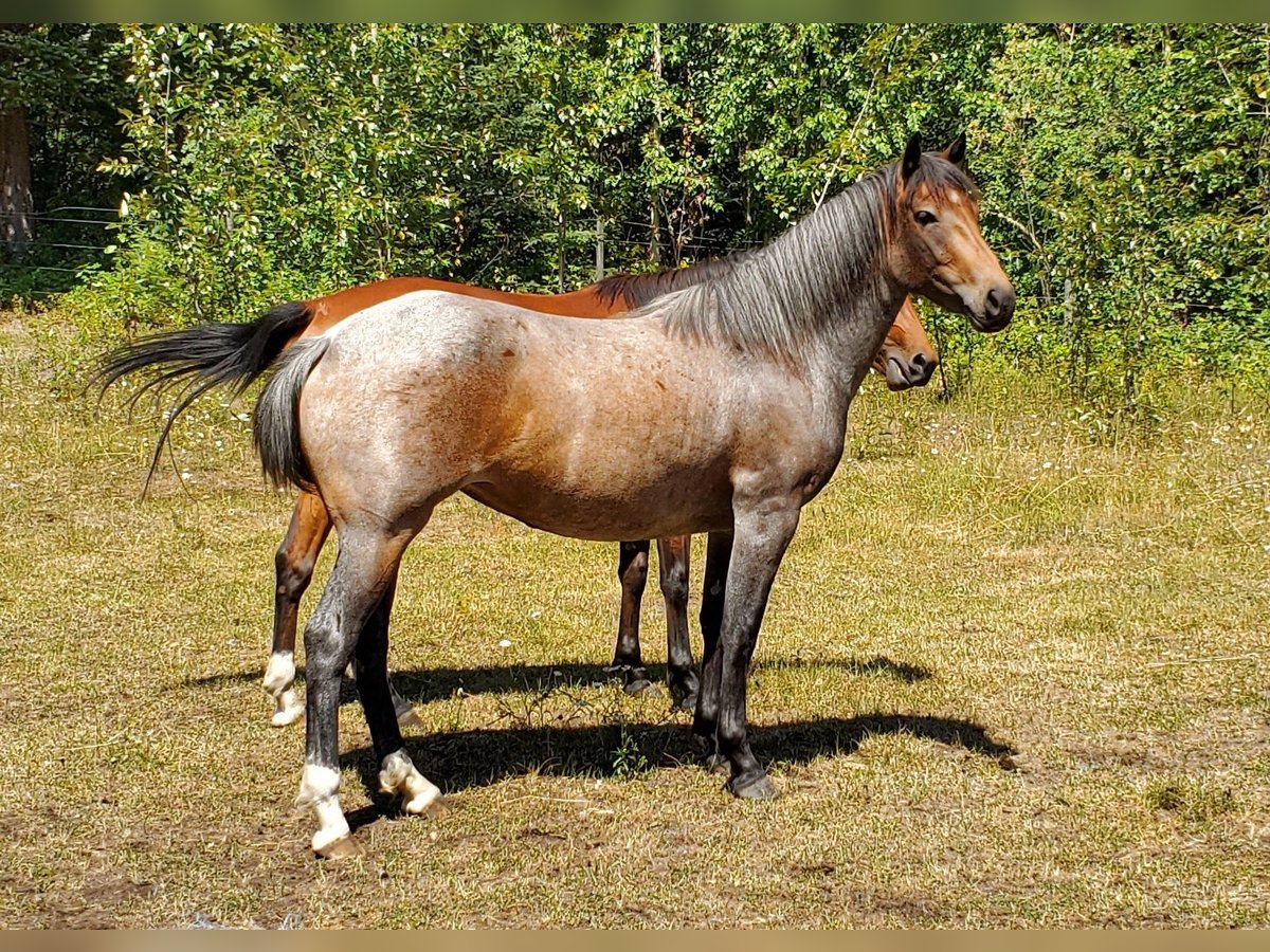 bay stallion mustang