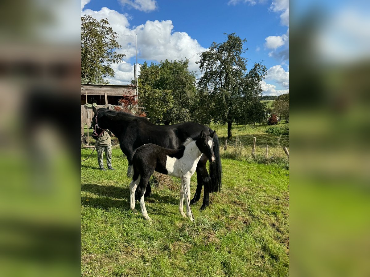 Mustang (kanadisch) Stute 1 Jahr 155 cm Schecke in Kupferzell