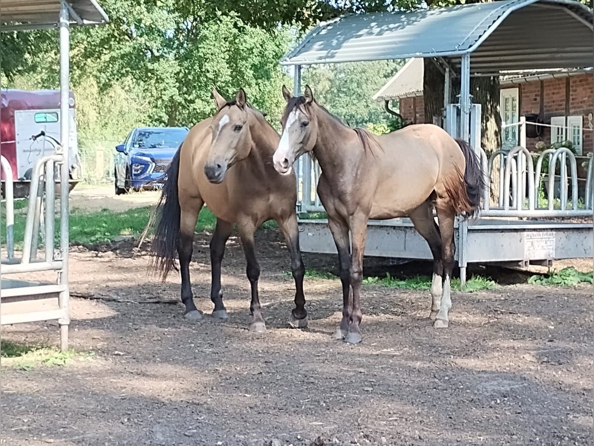 Mustang (kanadisch) Mix Wallach 1 Jahr 158 cm Buckskin in Menslage