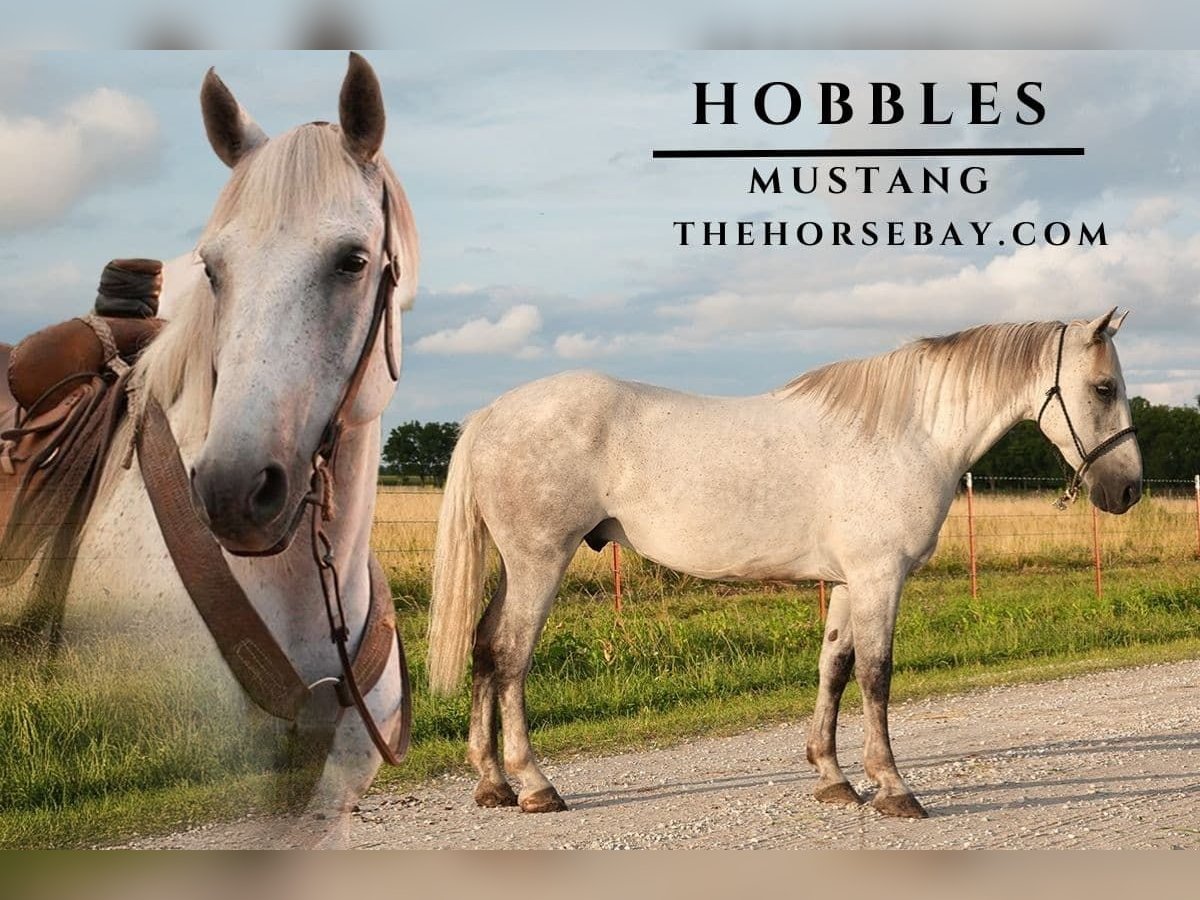 Mustang (american) Gelding 12 years 14,2 hh Grey-Fleabitten in Paola, KS