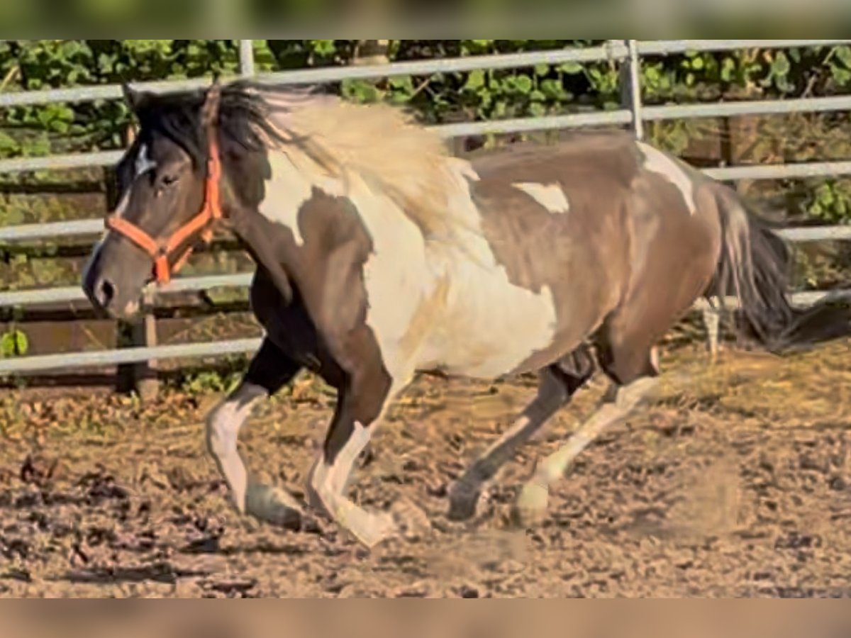 Mustang (american) Gelding 2 years 14,1 hh Grullo in Niederaula