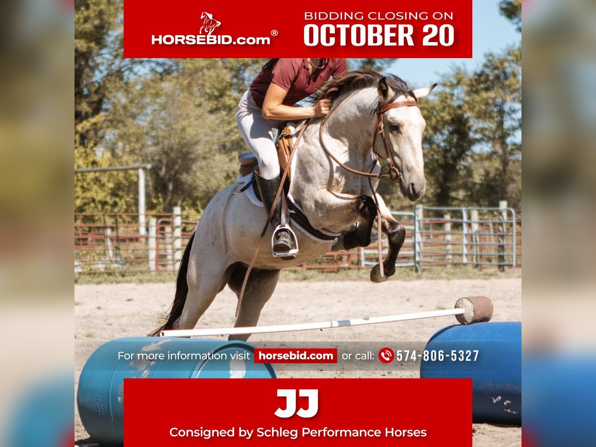 Mustang (american) Gelding 3 years 13,2 hh Buckskin in North Judson