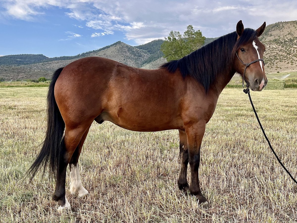 Mustang (american) Gelding 3 years 14,1 hh Bay in Mc Coy