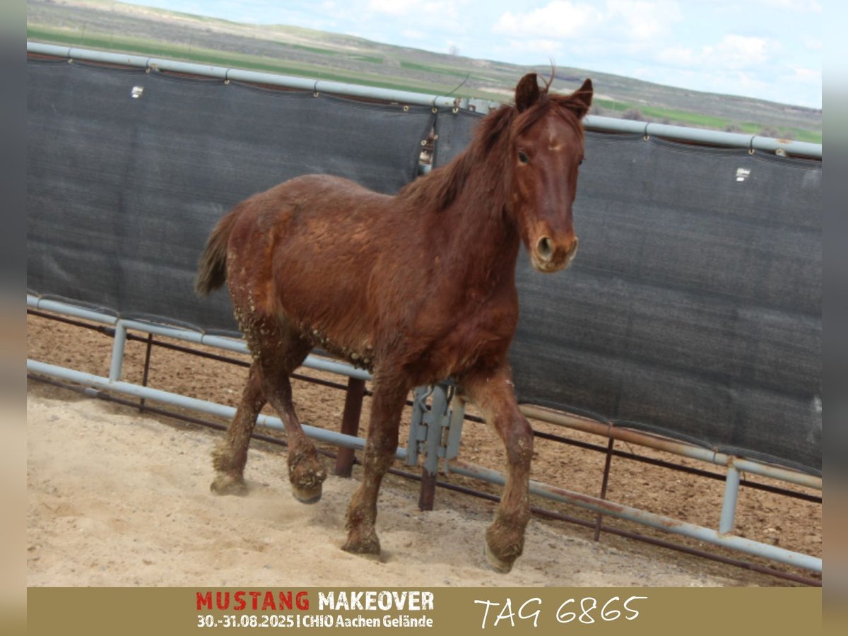 Mustang (american) Gelding 4 years 14,2 hh Chestnut-Red in Børkop