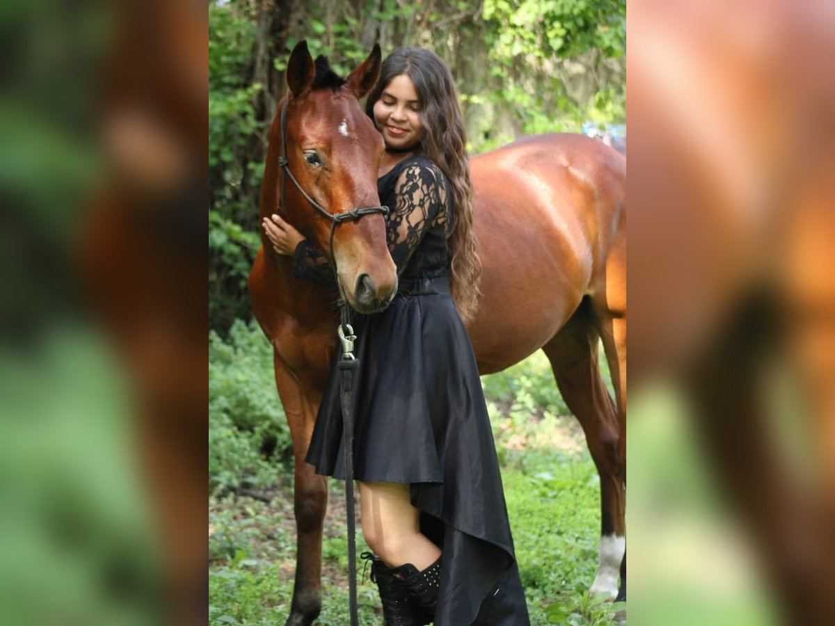 Mustang (american) Gelding 4 years 14 hh Bay in Tampa