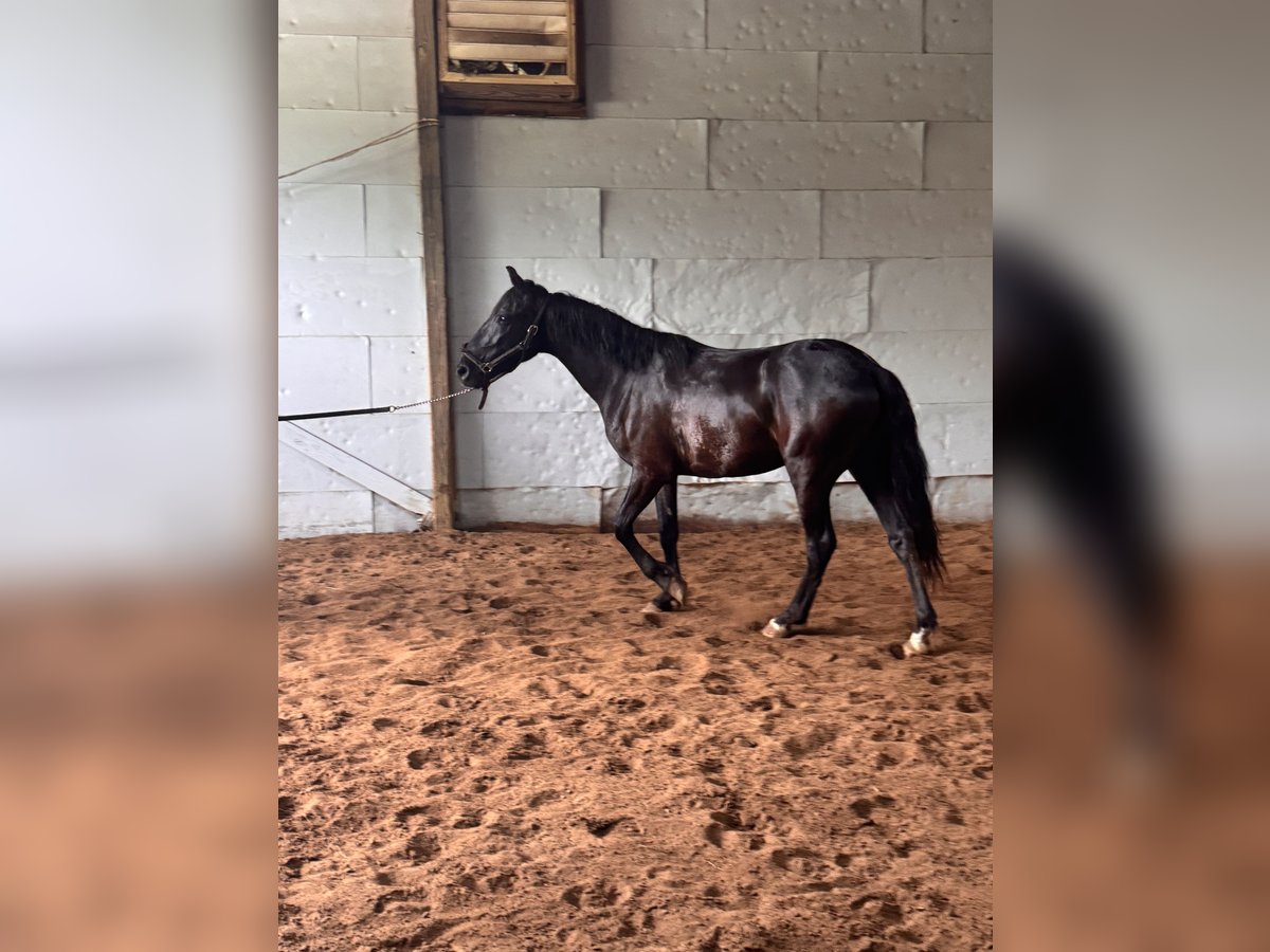 Mustang (american) Gelding 4 years 15 hh Black in Campbellsville