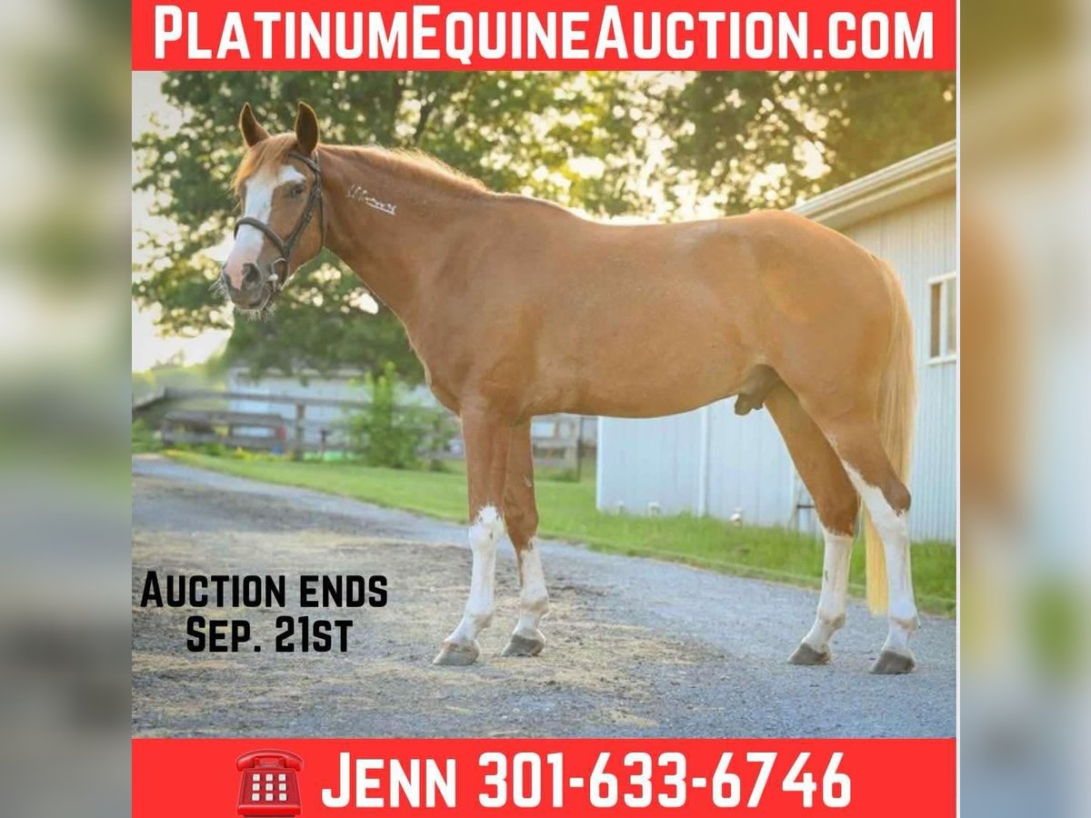 Mustang (american) Gelding 4 years Sorrel in MIdway KY