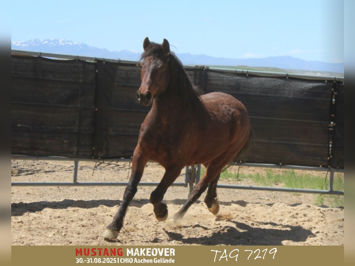 Mustang (american) Gelding 5 years 14,2 hh Brown in Neu Drefahl