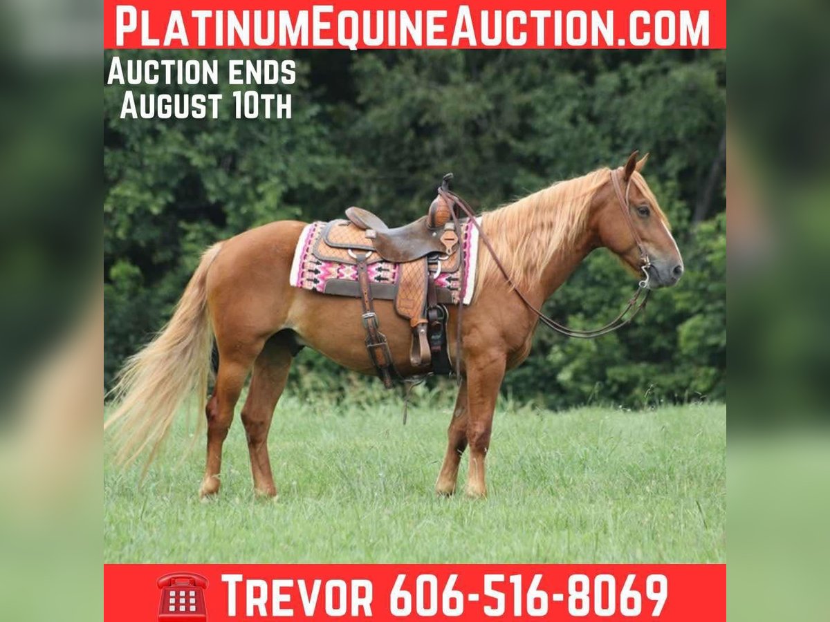 Mustang (american) Gelding 5 years 15 hh Chestnut in Parkers Lake, KY
