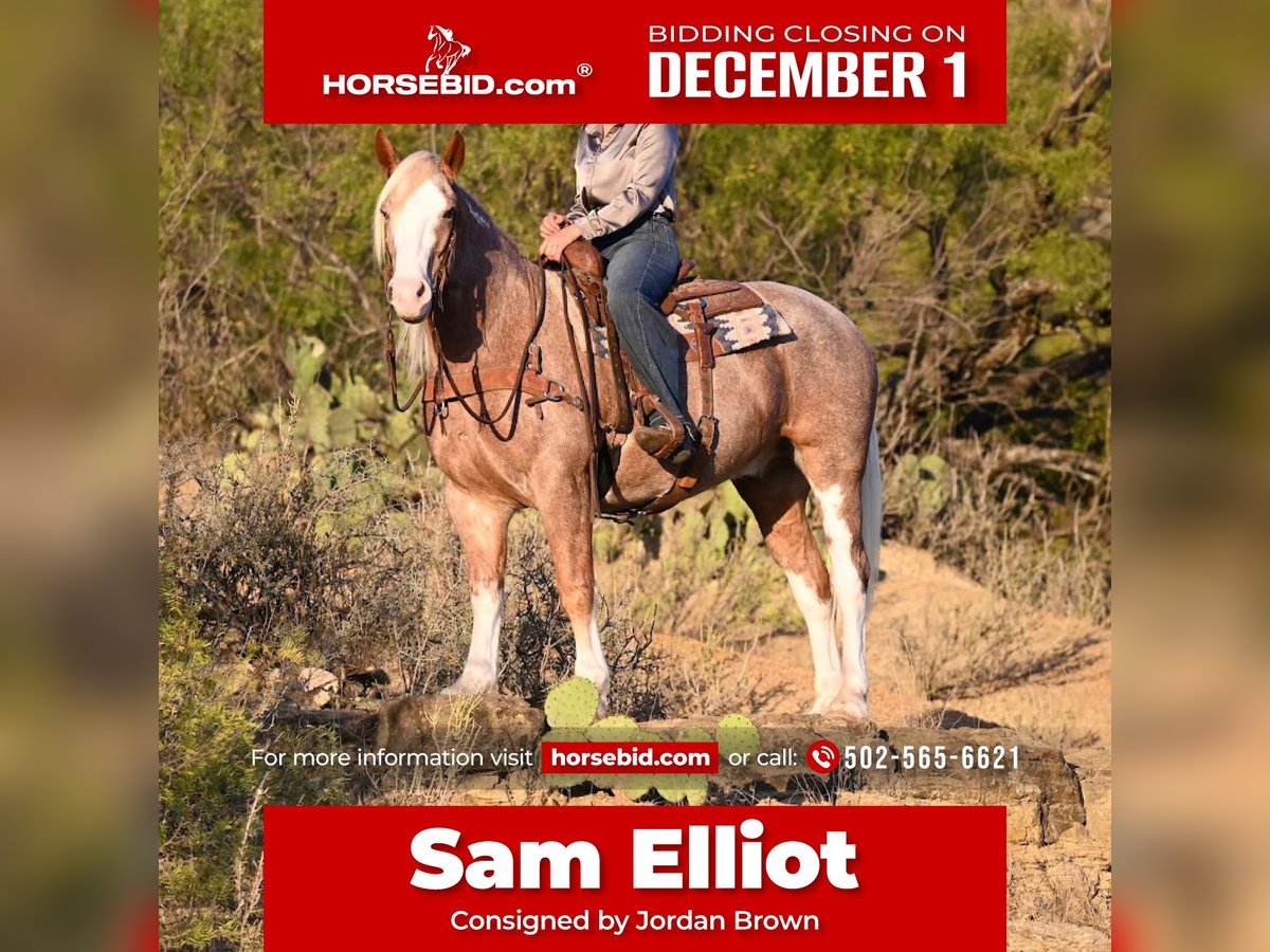 Mustang (american) Gelding 6 years 14,3 hh Roan-Red in Georgetown