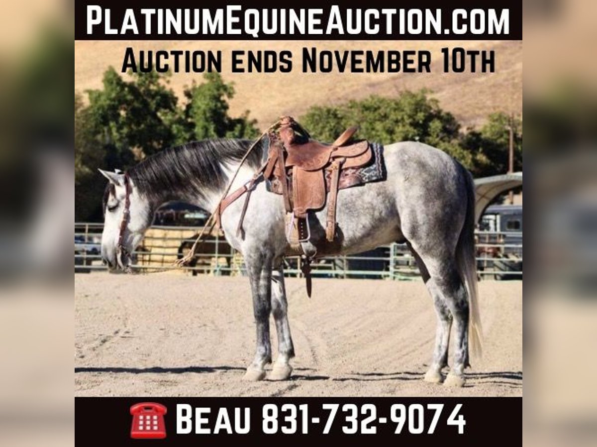 Mustang (american) Gelding 6 years 16 hh Grey-Dapple in King City CA