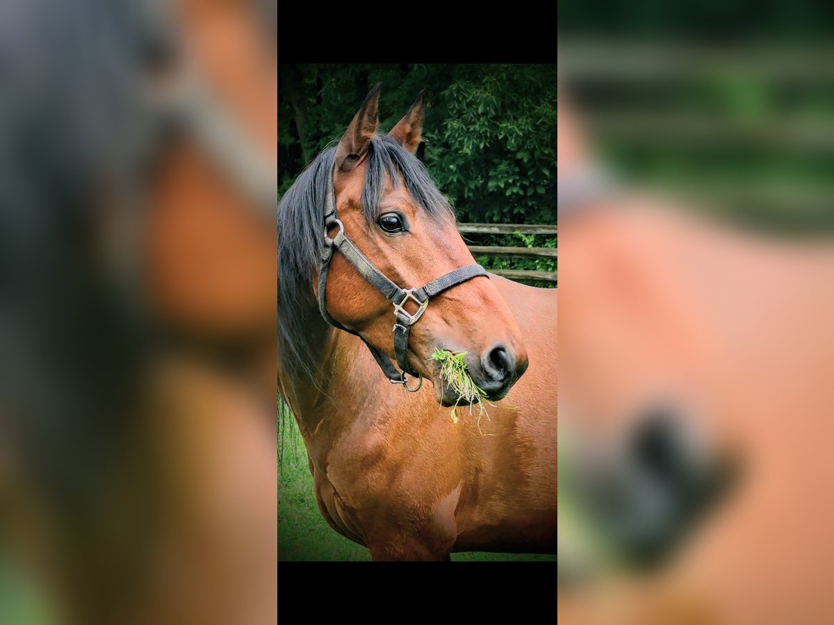 Mustang (american) Gelding 7 years 14 hh Bay in Columbia Station Mustang (american) Gelding 7 years 14 hh Bay in Columbia Station