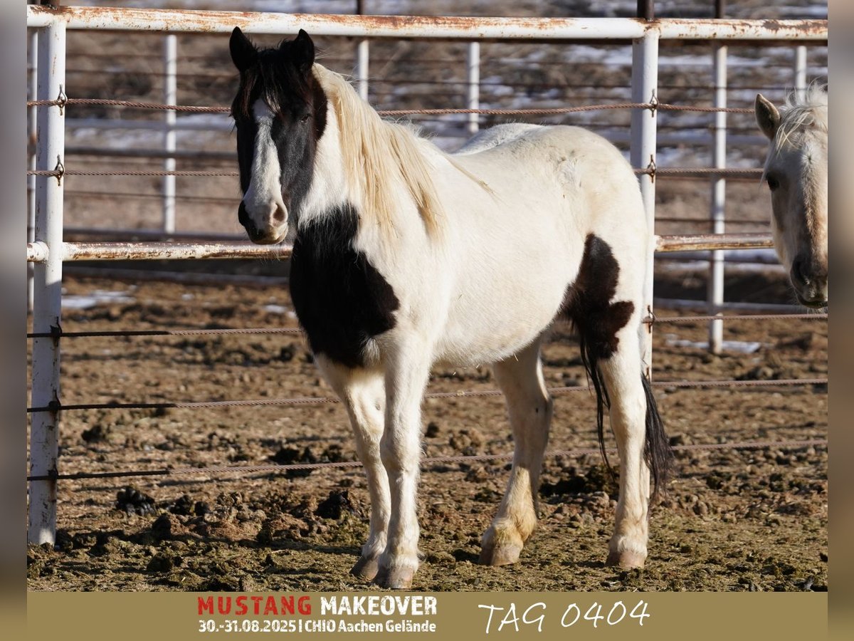 Mustang (american) Mare 10 years 14,1 hh in Seeburg