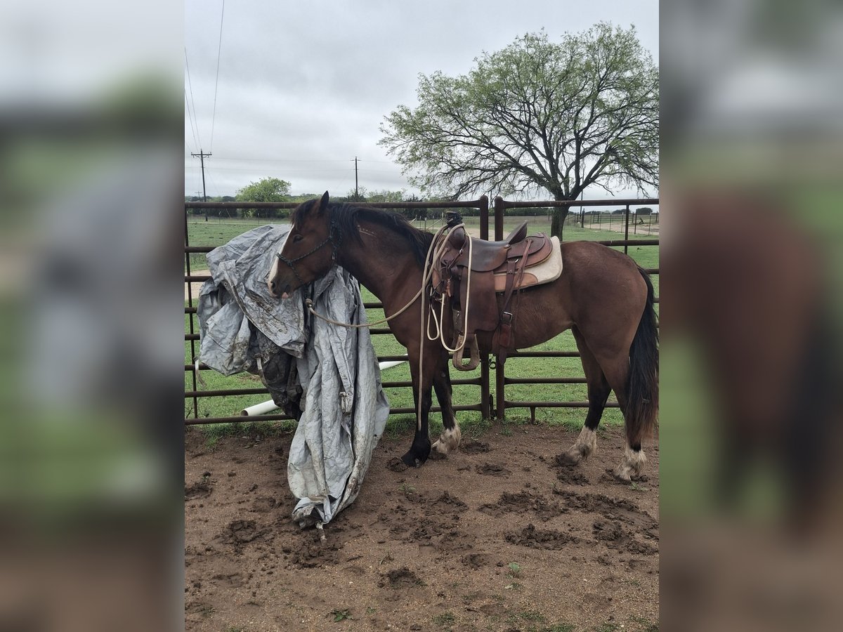 Mustang (american) Mare 3 years 14,3 hh Pinto in Valley Mills, Tx