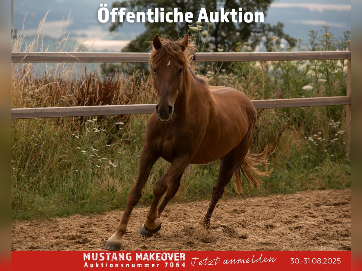 Mustang (american) Mare 4 years 13,3 hh Chestnut-Red in D&#xF6;rnberg