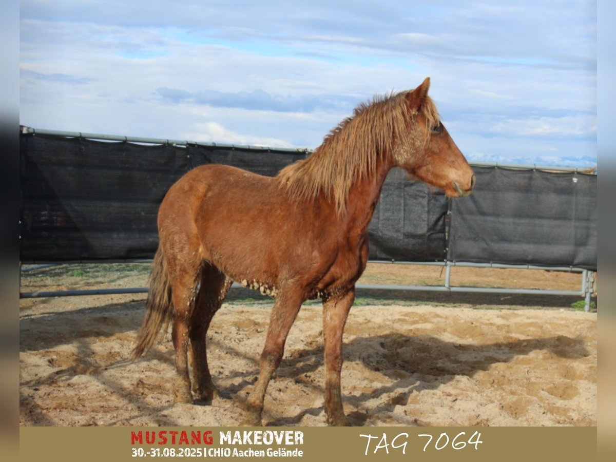 Mustang (american) Mare 4 years 14,1 hh Chestnut-Red in D&#xF6;rnberg