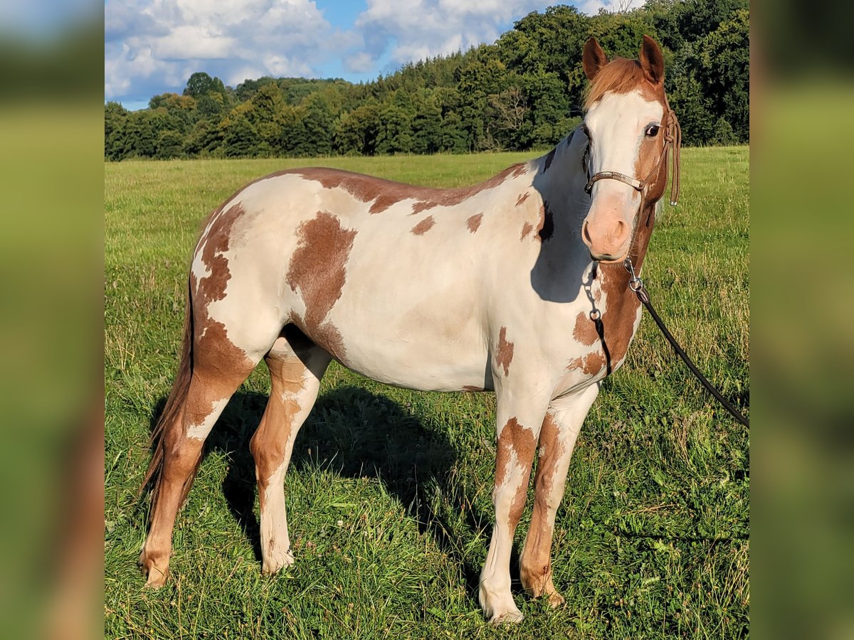 Mustang (american) Mare 5 years 14,2 hh Overo-all-colors in Maxsain