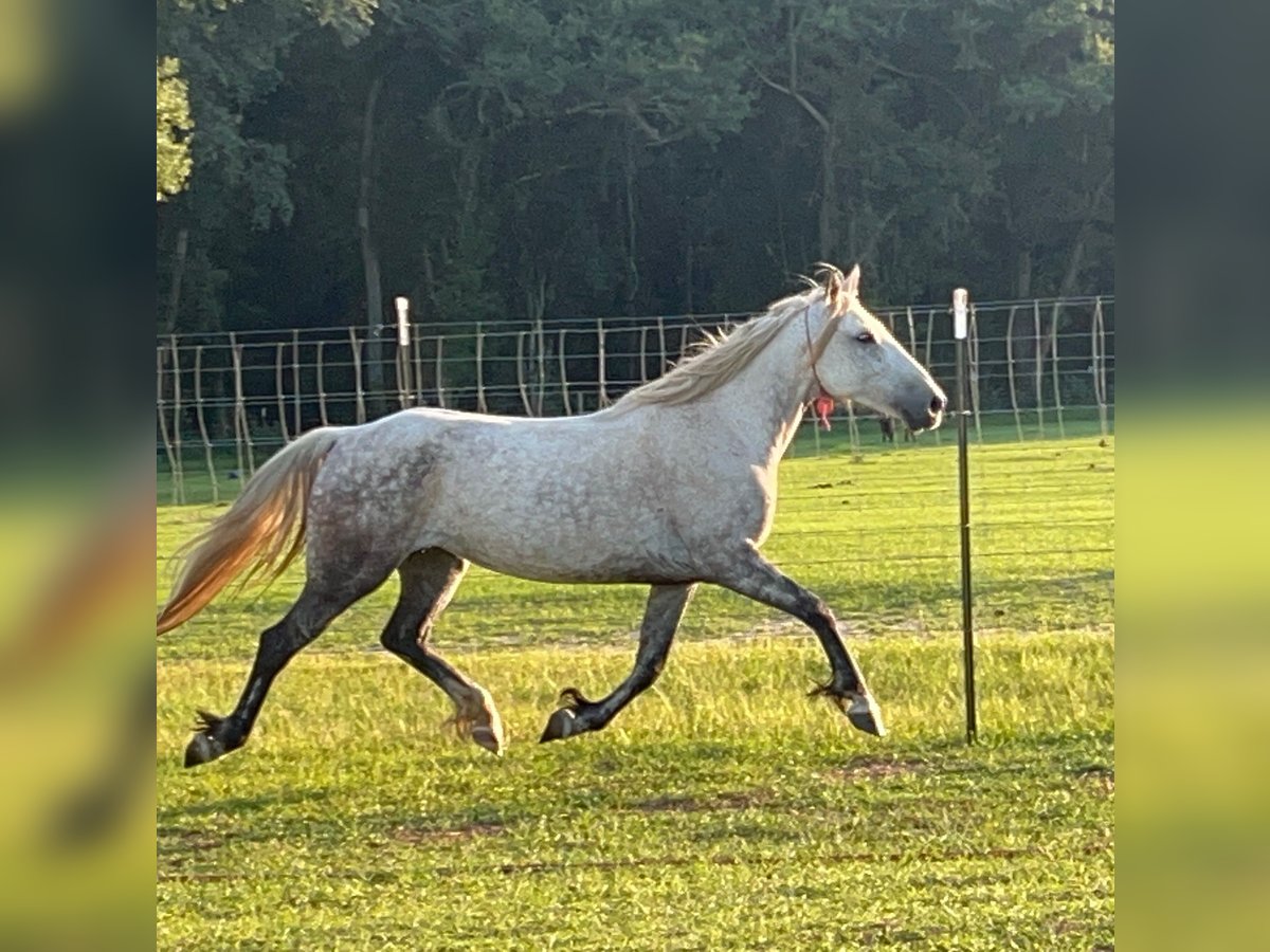 Mustang (american) Mare 8 years 14,1 hh Grey-Dapple in Lyons