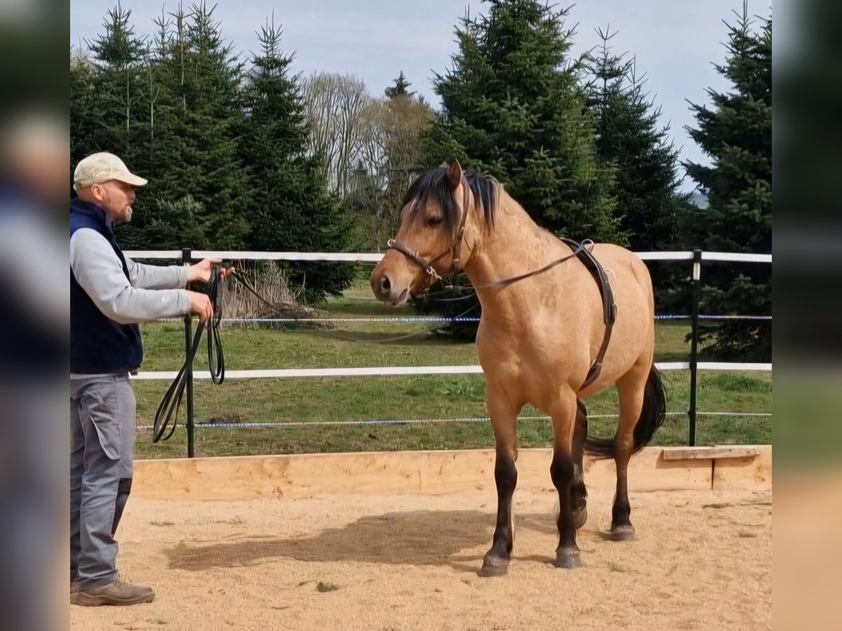 Mustang (american) Stallion Dun in Maxsain