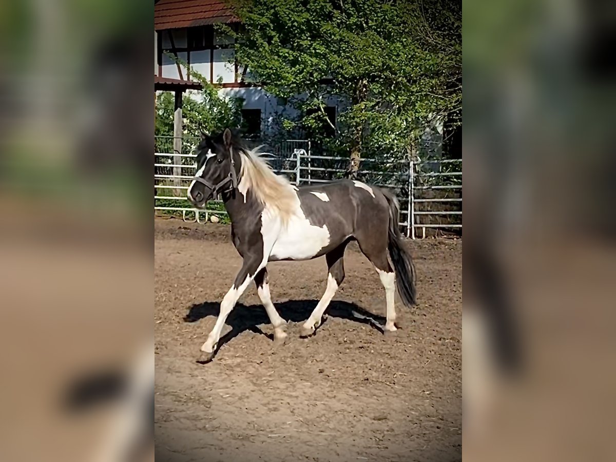 Mustang (americano) Castrone 2 Anni 135 cm Pezzato in Bad Hersfeld