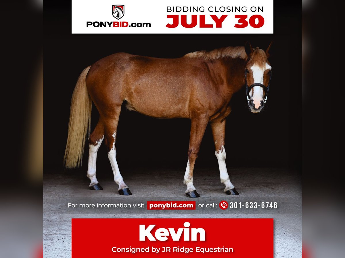 Mustang (americano) Castrone 4 Anni 140 cm Sauro ciliegia in Damascus, MD