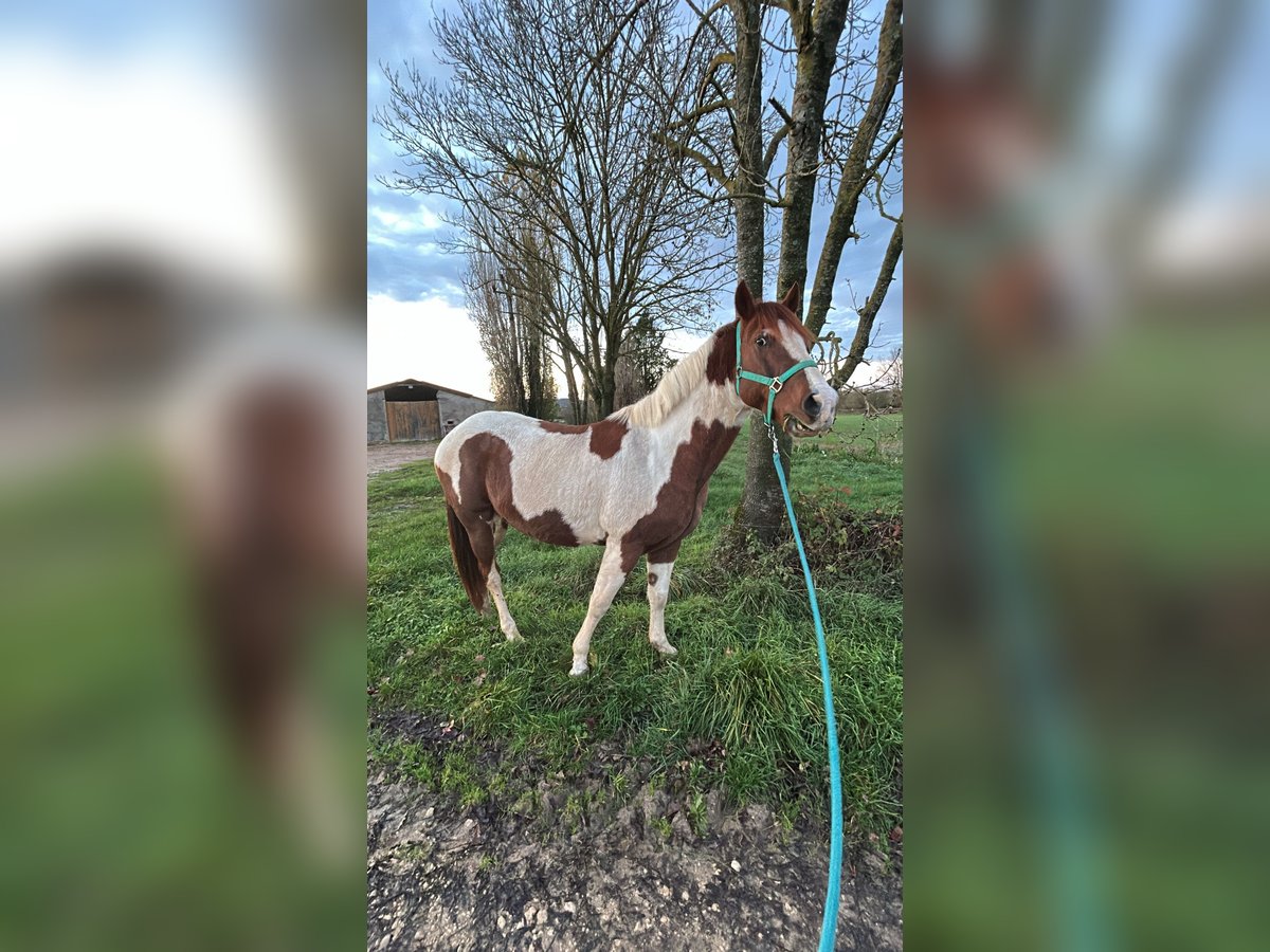 Mustang (americano) Castrone 6 Anni 149 cm in Cortevaix